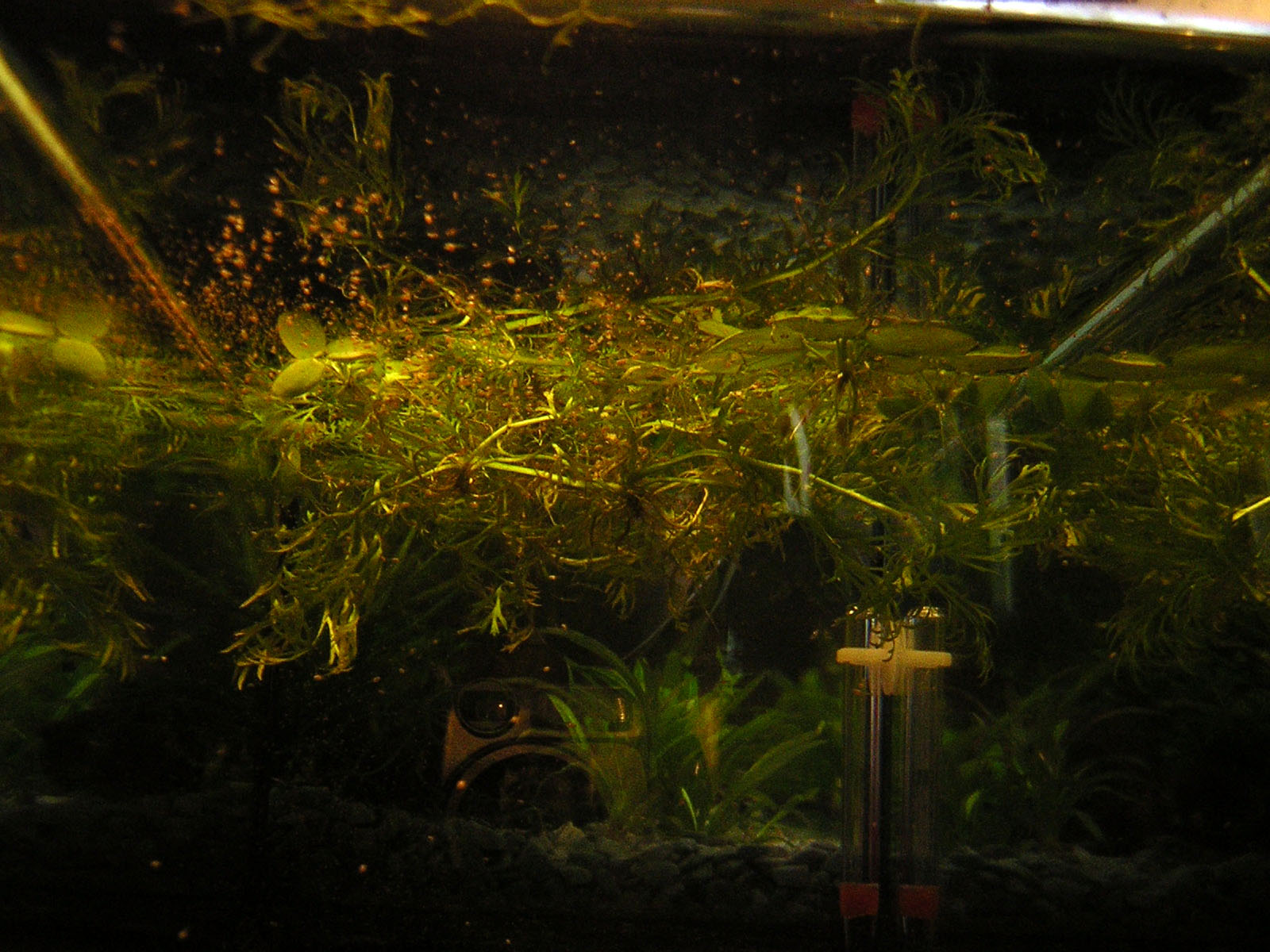 Alevines Betta Splendens en mini acuario