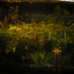 Alevines Betta Splendens en mini acuario