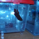 Betta Splendens en mini acuario